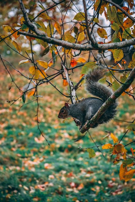 Squirrel hunting